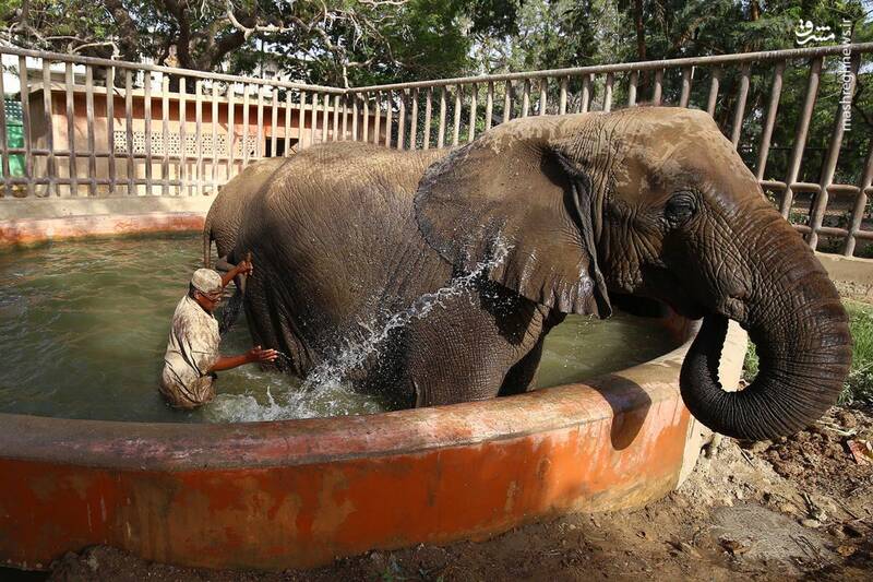آب تنی جالب یک فیل در گرمای پاکستان+عکس