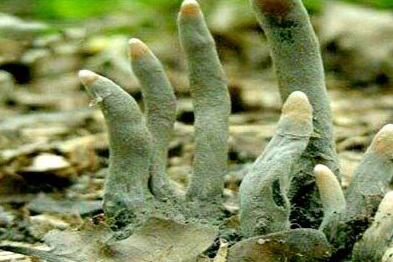 ترسناک‌ترین قارچ دنیا که شبیه انگشتان مُرده‌ است+عکس