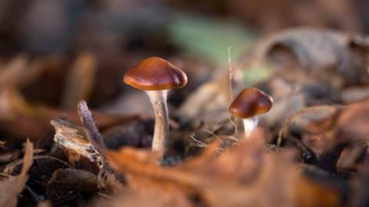 کشف عجیب درباره حرف زدن قارچ‌ها