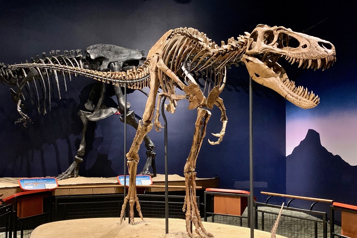 چرا دستان دایناسور تی‌رکس به طور غیرمعمول کوتاه است؟