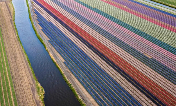 مزارع رنگارنگ پرورش گل لاله در هلند+عکس