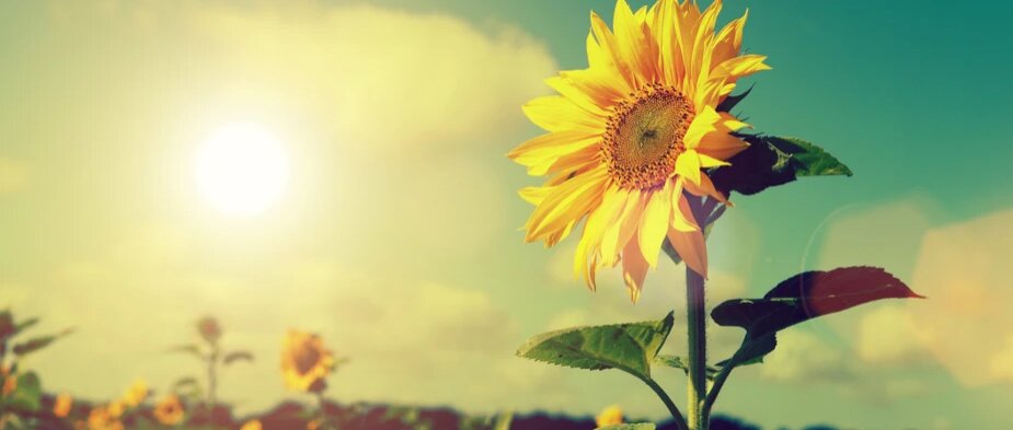 گیاهان هم دچار آفتاب سوختگی می‌شوند؟
