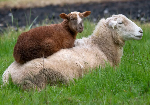 بره گوسفند سوار پشت مادرش+عکس