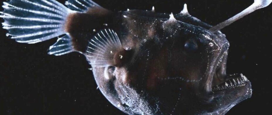 ماهی‌ها در تاریکی هم می‌توانند ببینند؟