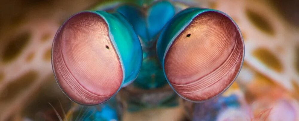 ماهی چهار چشم دنیا را چه طور می‌بینید؟