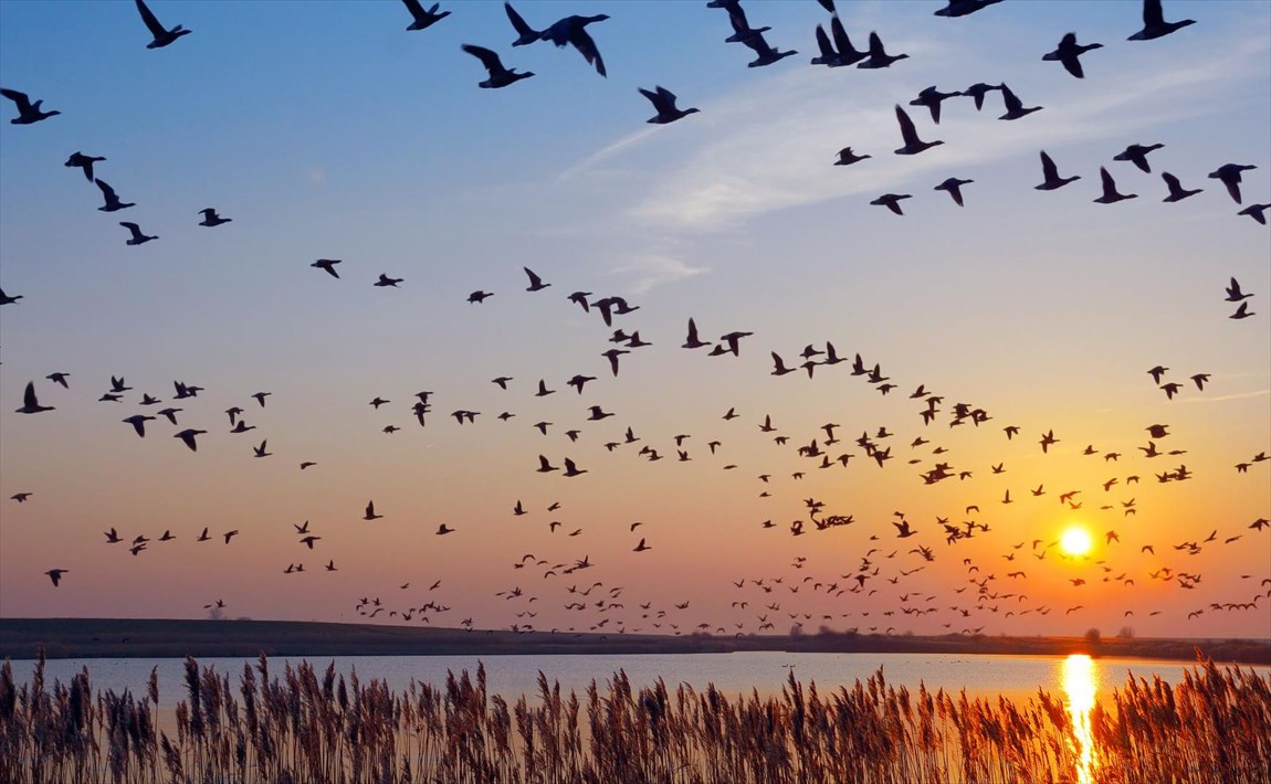 پرندگان مهاجر چطور در سفرهای طولانی گم نمی‌شوند؟