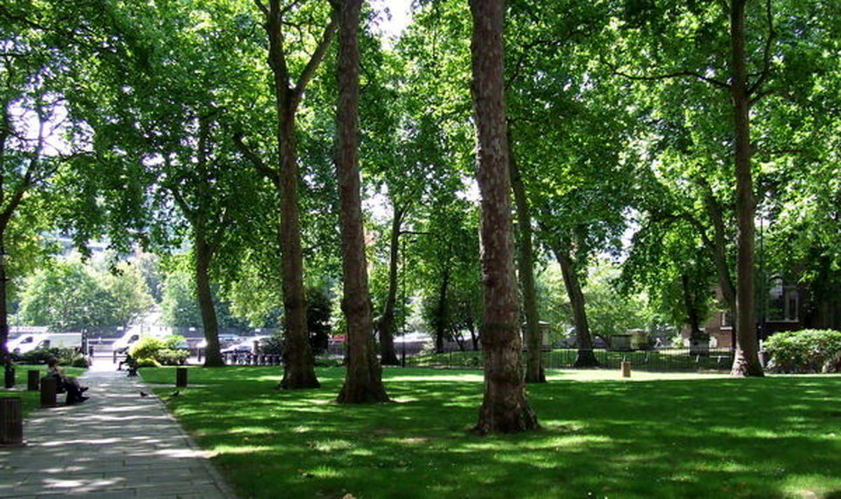 درخت‌های مناسب برای کاشت در تهران+عکس