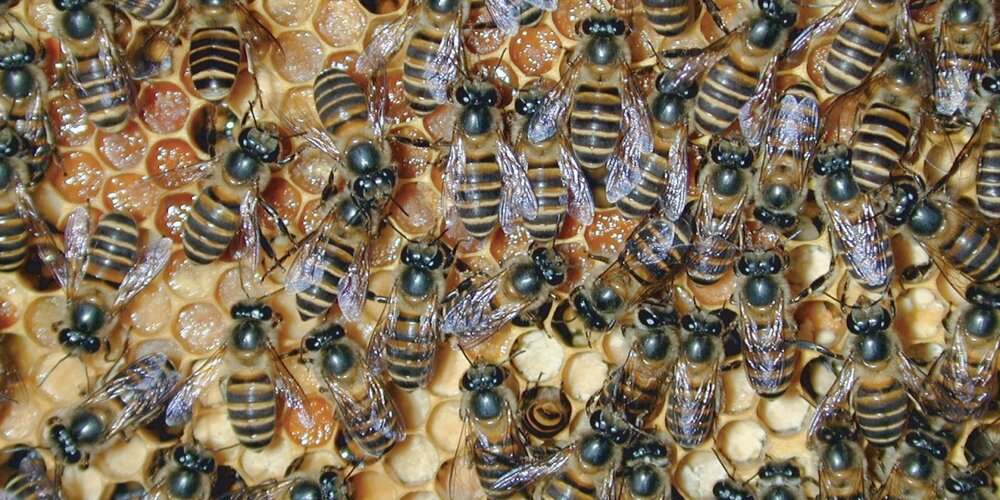 چرا زنبورها با دود آرام می‌شوند؟