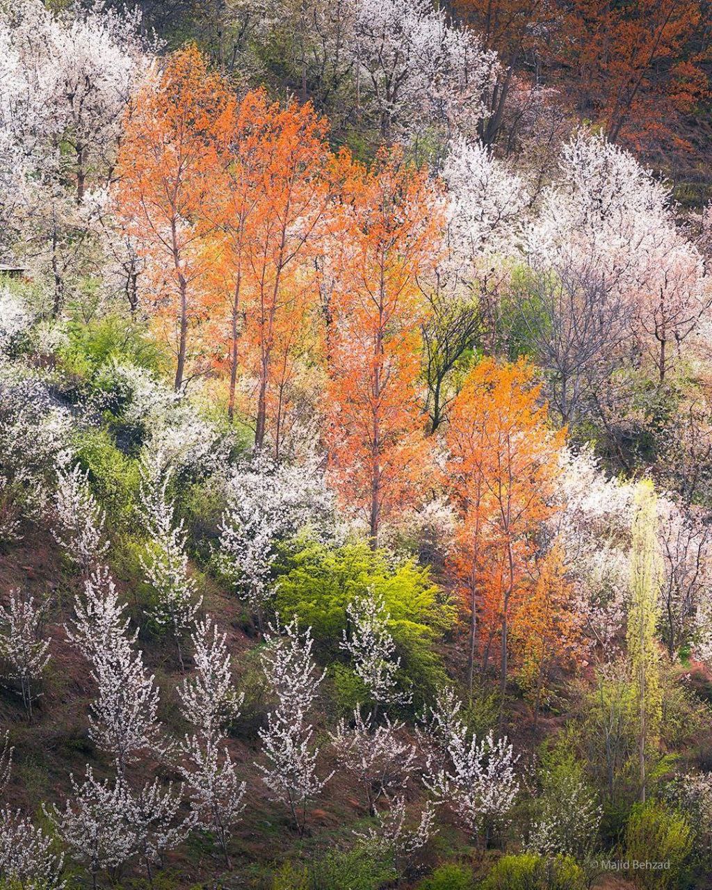 بهار دلکش در ارتفاعات مازندران+عکس