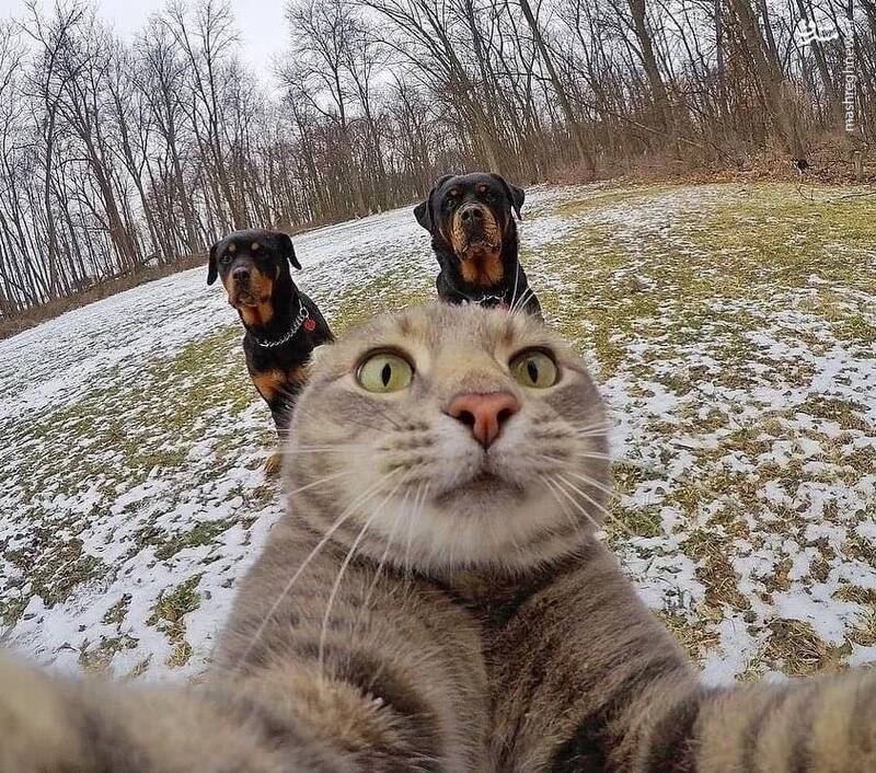 سلفی گرفتن جالب یک گربه با دو سگ+عکس