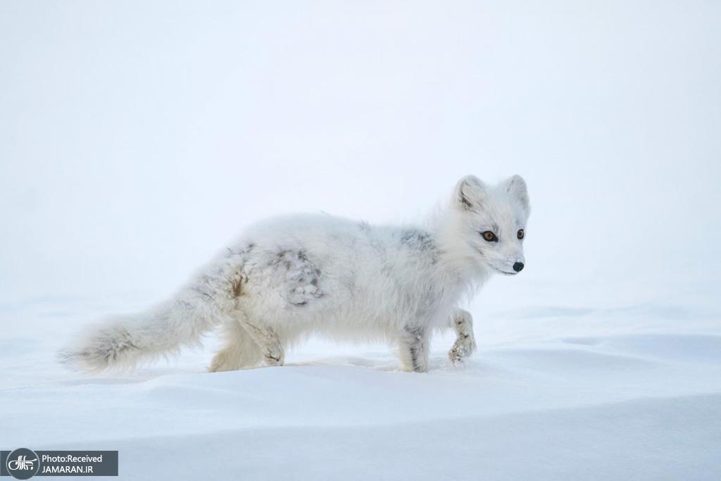 تصویری از روباره زیبای قطبی در برف+عکس