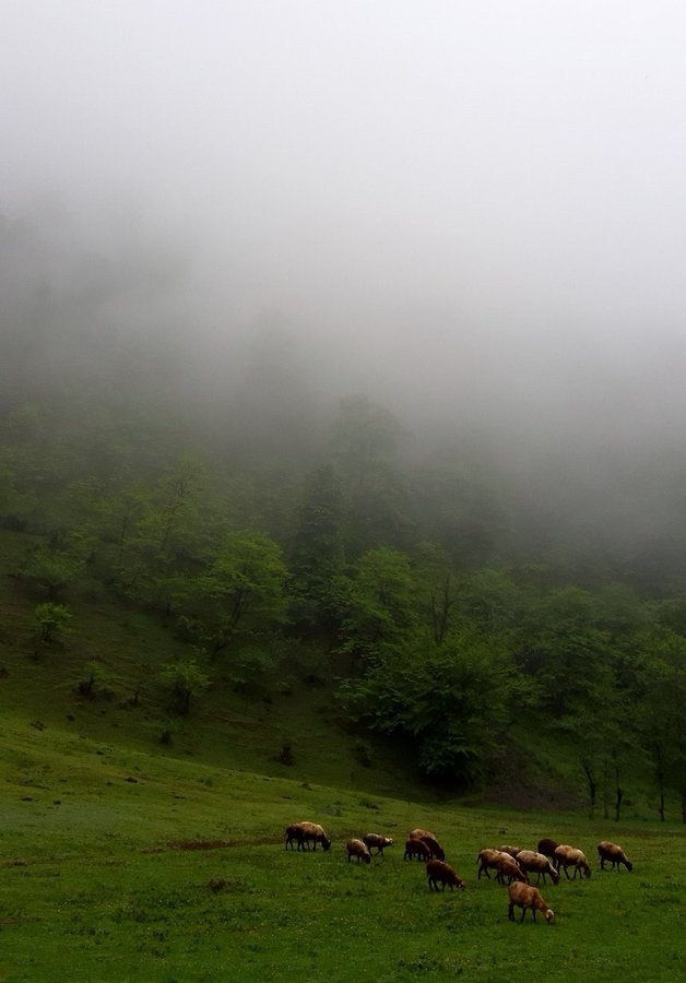 سوادکوه مازندران در میان مه و ابر+عکس