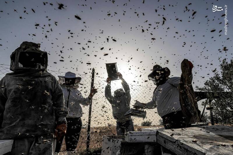 جمع‌آوری عسل در جنوب نوار غزه+عکس