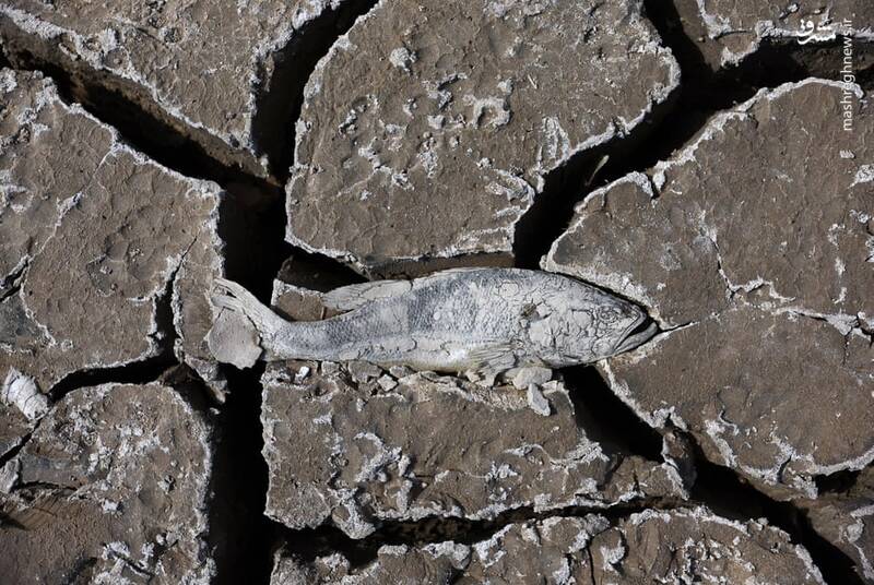 ماهی مرده در دریاچه خشک نوادا+عکس
