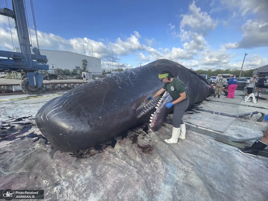 مرگ غم انگیز نهنگ بزرگ در ساحل کی وست فلوریدا+عکس