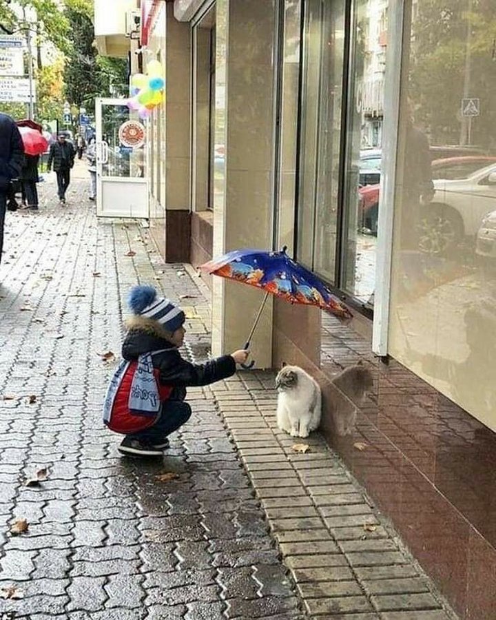 تصویر زیبایی از مهربانی یک کودک با گربه+عکس