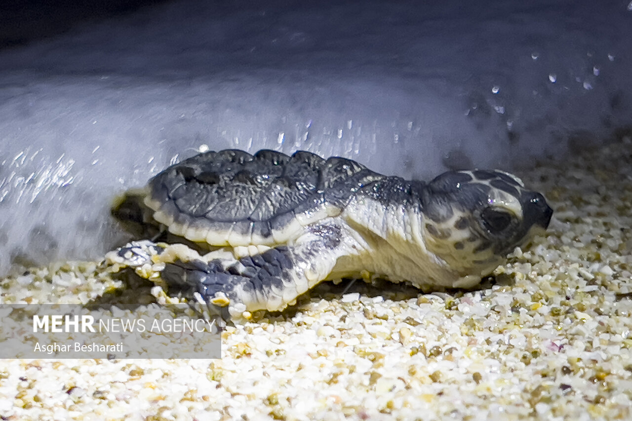 تولد اولین بچه لاک‌پشت‌ها در هرمزگان+عکس