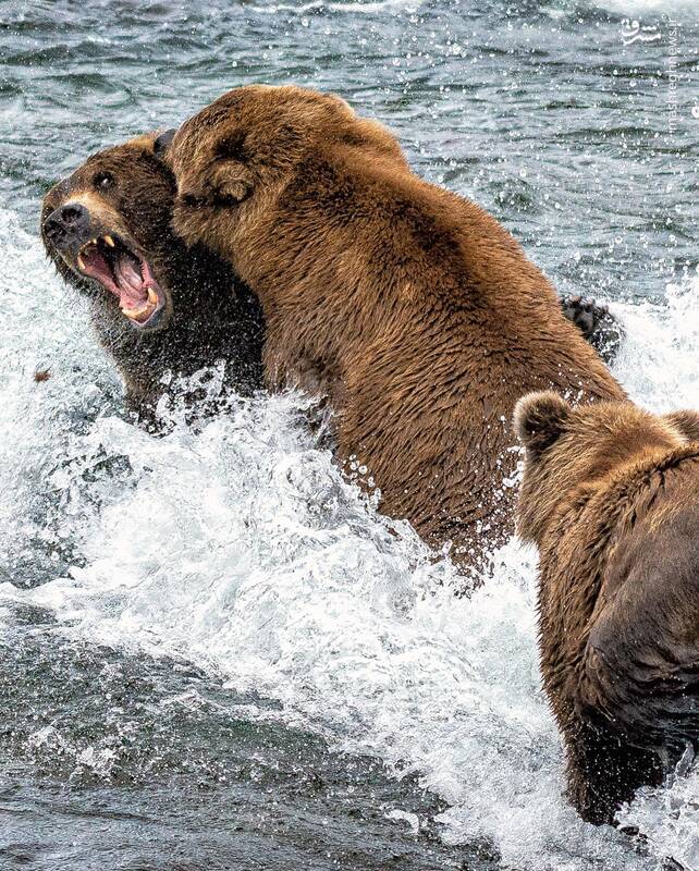 نبرد دو خرس بر سر یک شکار+عکس