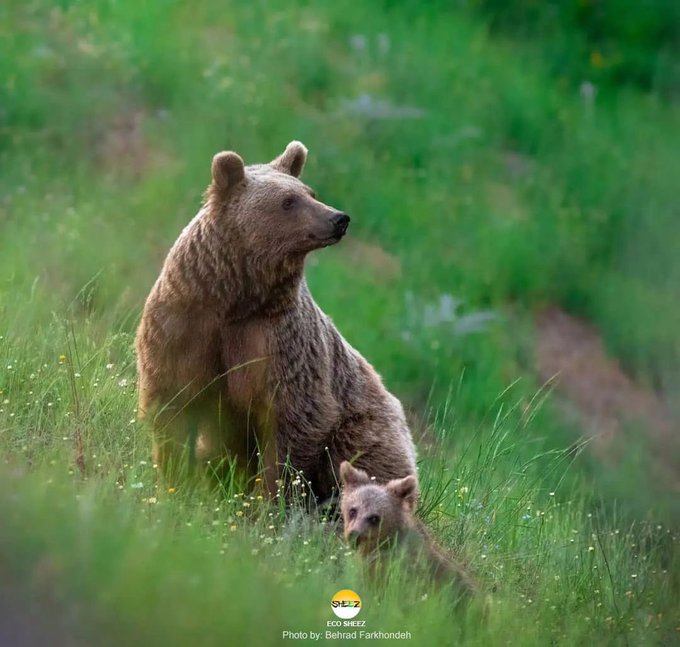 خرس مادر و توله‌اش در ارتفاعات مازندران+عکس