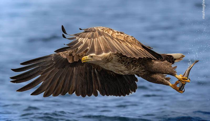 پرواز عقاب پس از شکار ماهی+عکس