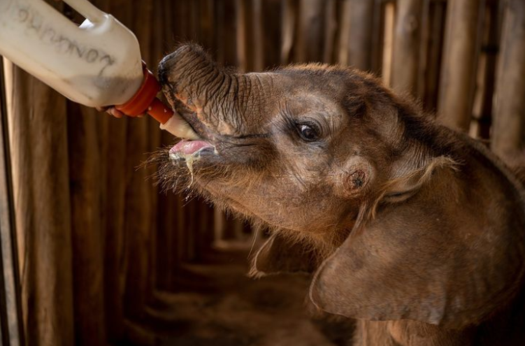 بچه فیل کنیایی در حال شیر خوردن+عکس