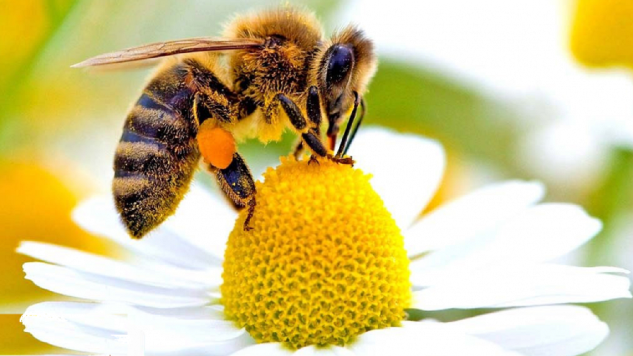 ساخت دستگاهی برای استخراج زهر زنبور عسل
