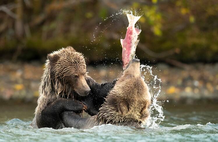 لحظه دیدنی صید ماهی توسط یک خرس+عکس