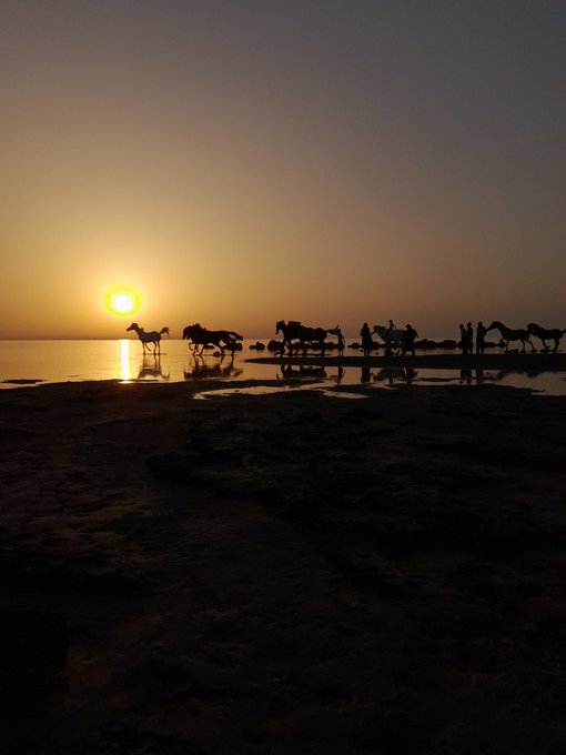 غروب آفتاب در ساحل زیبای بوشهر+عکس