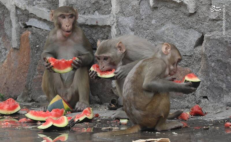 راهکار جالب میمون‌ها برای فرار از گرما+عکس