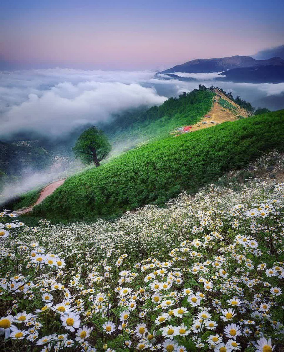 تصویری رویایی از بهار در ارتفاعات ماسال+عکس
