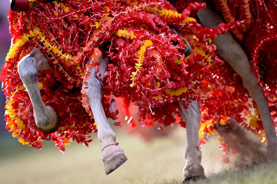 تزیین زیبای اسب در کارناوالی در برزیل+عکس