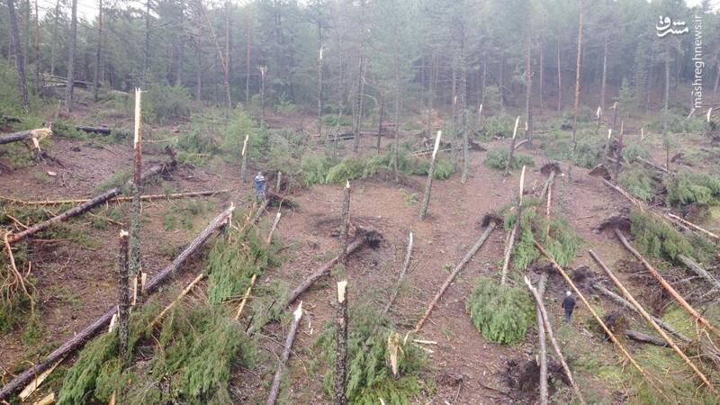 طوفان مهیب باعث قطع درختان شد+عکس