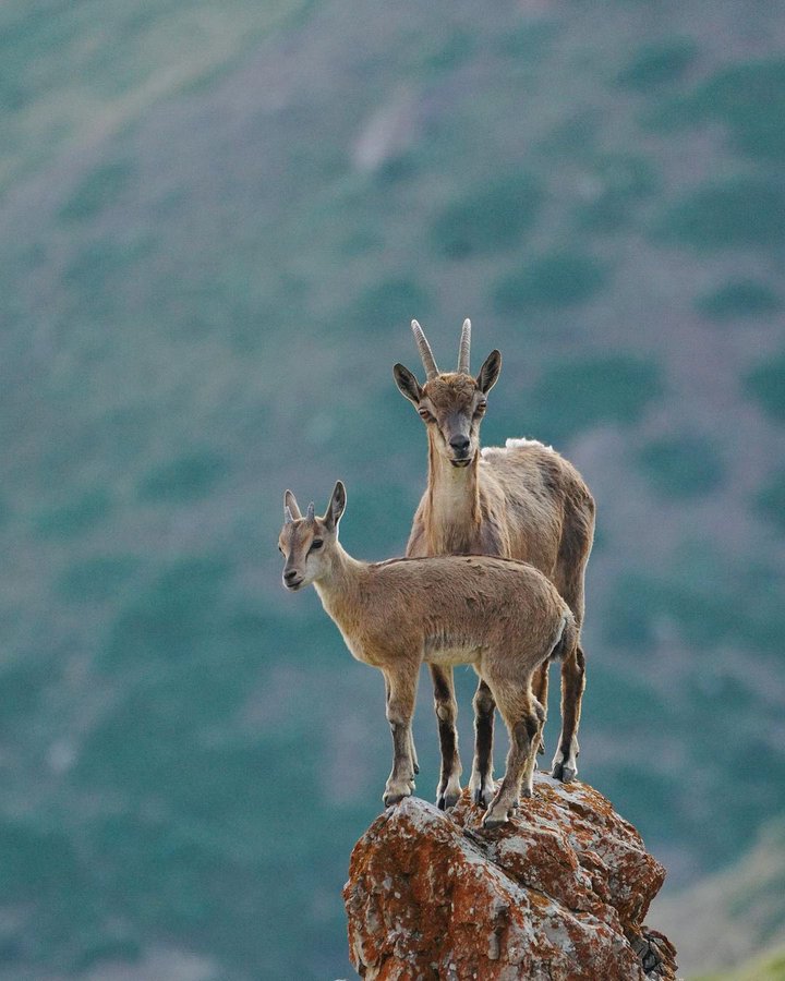 حیات وحش زیبای ارتفاعات مازندران+عکس