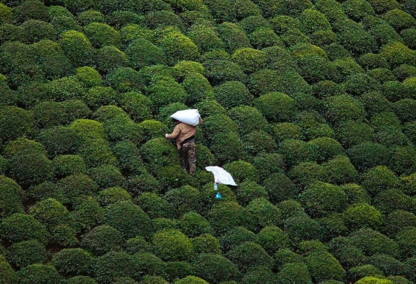 تصویر هوایی دیدنی از برداشت چای در گیلان+عکس
