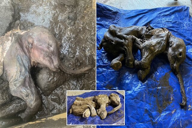 بچه ماموت یخ زده ۳۰ هزار ساله کشف شد+عکس