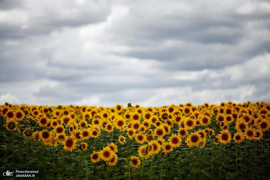 تصویر زیبایی از مزرعه گل آفتابگردان+عکس