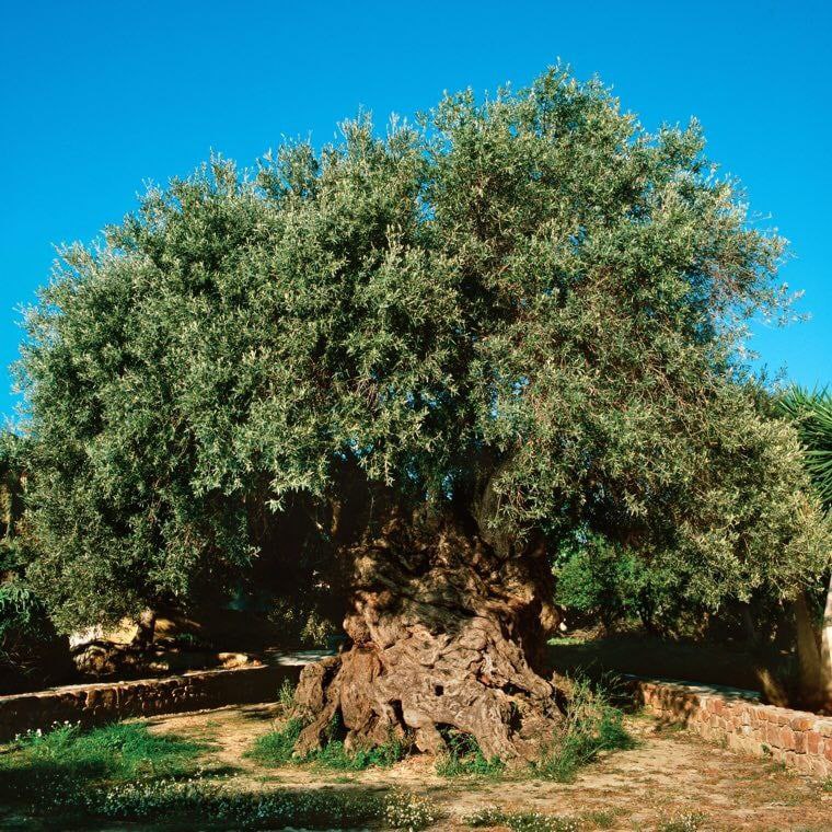 قدیمی‌ترین درخت زیتون دنیا که هنوز میوه می‌دهد+عکس