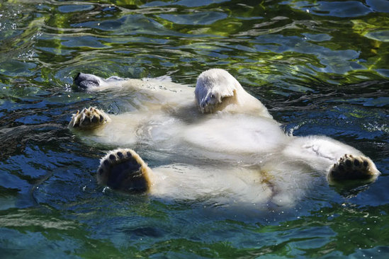 خرس قطبی در حال آب تنی +عکس