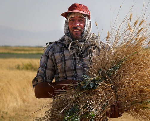 برداشت خوشه‌های گندم در مزارع همدان و تبریز