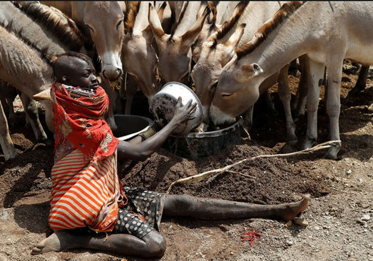 یک زن در حال غذا دادن به احشام در کنیا+عکس