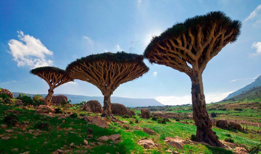جزیره زیبای سقطری در یمن+عکس