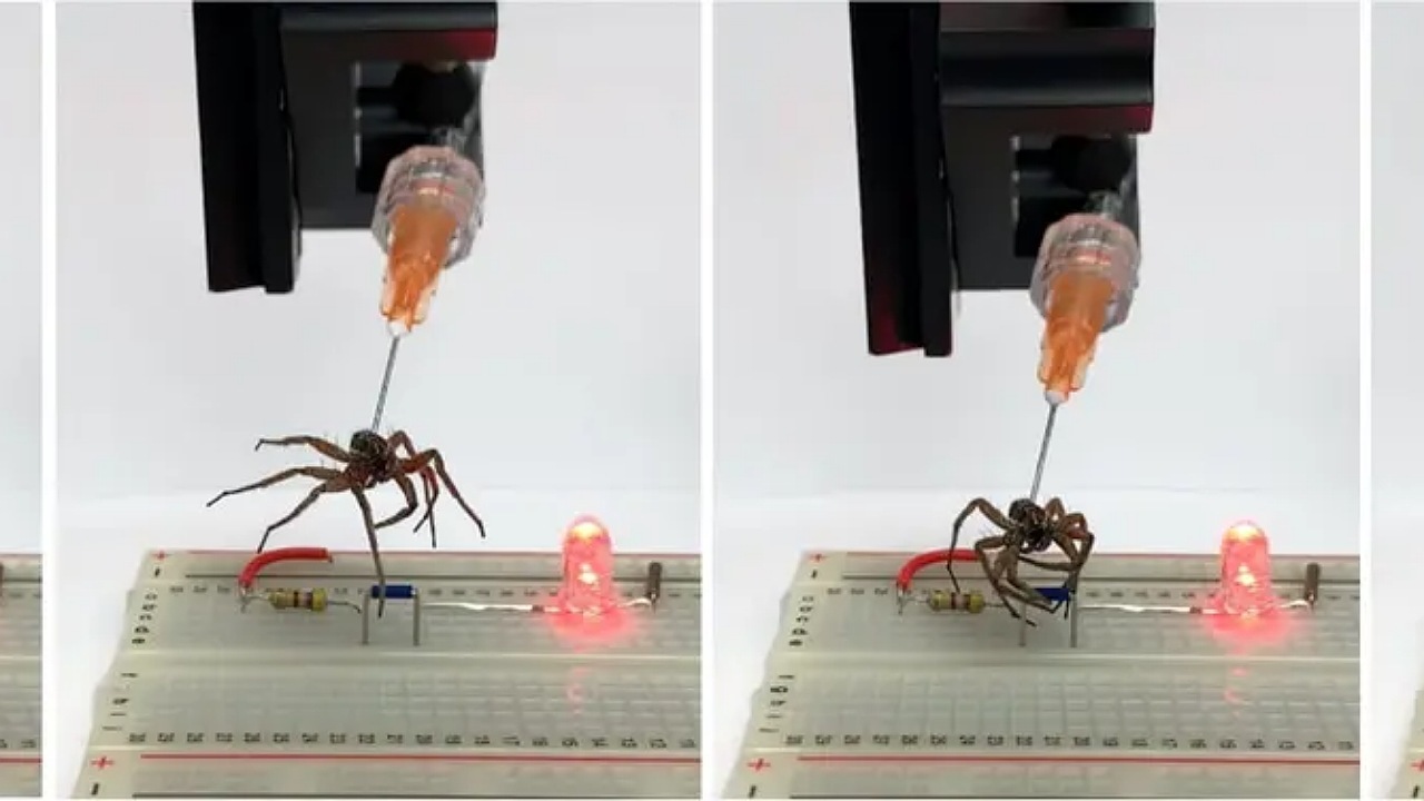 تبدیل لاشه عنکبوت واقعی به ربات+عکس