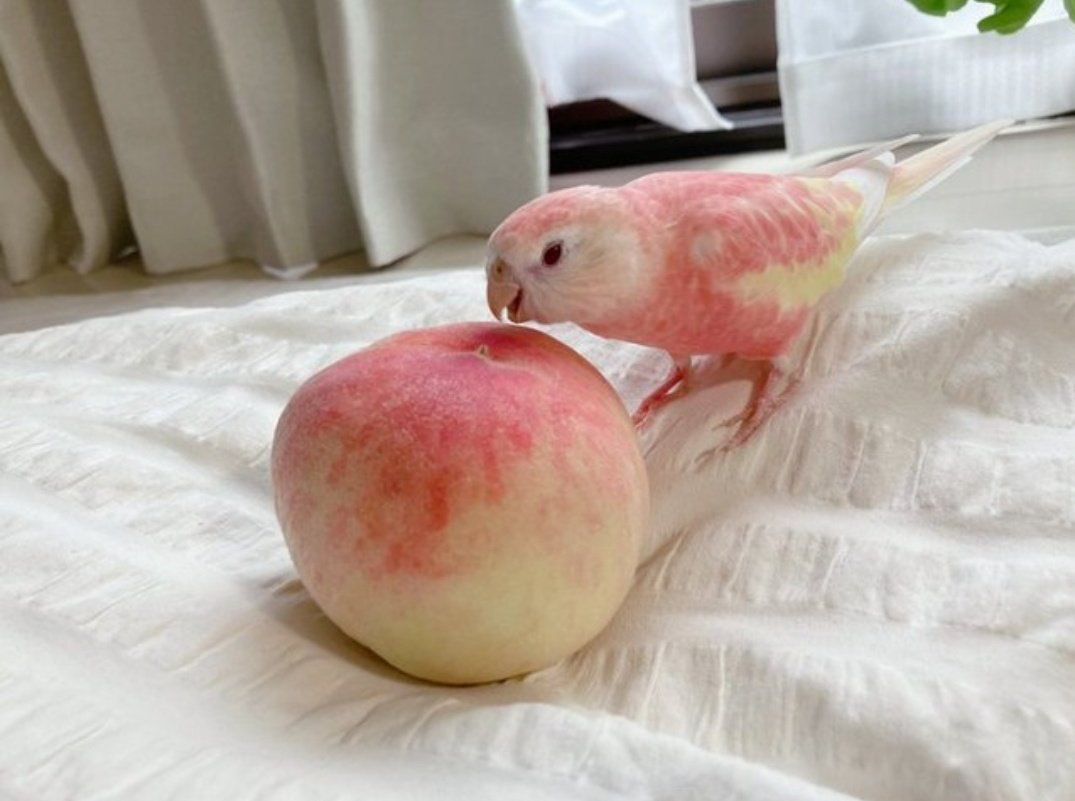 تشابه رنگ جالب مرغ عشق با یک سیب+عکس