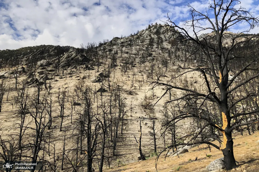 وضعیت دامنه یک کوه در کالیفرنیا یک سال پس از آتش سوزی+عکس