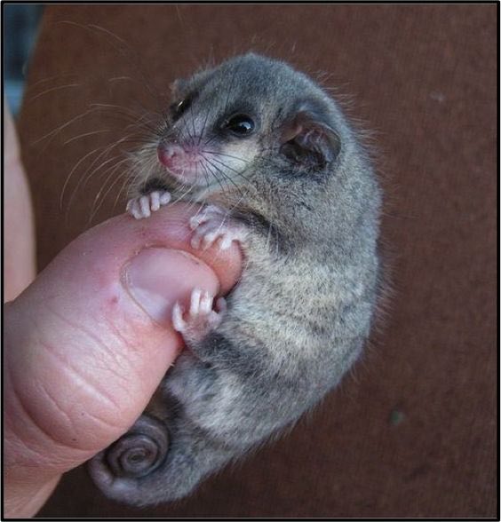 تصویر بامزه از یک حیوان استرالیایی کوچک+عکس