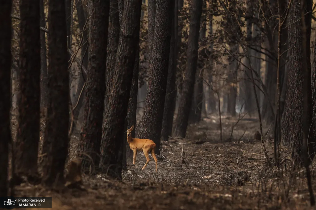 یک آهو در جنگل سوخته+عکس