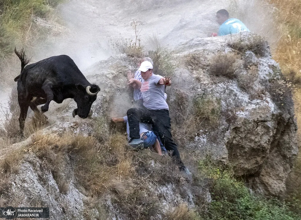 فرار از گله گاوها در اسپانیا+عکس