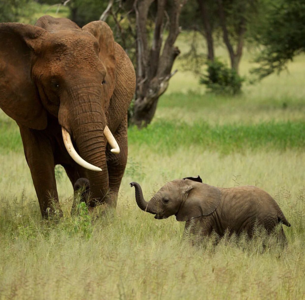 بچه فیل کوچک در کنار مادرش+عکس