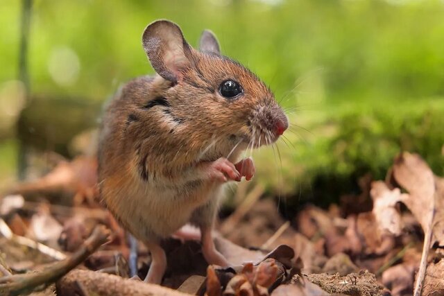 اولین مهندسی کامل ژنتیک موش توسط چینی‌ها به پایان رسید