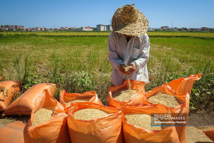 شروع برداشت برنج در استان گیلان+عکس